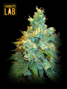 Farmer's lab Jack Herer Fast Version Seeds.