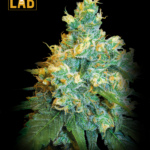 Jack Herer Autoflower Seeds