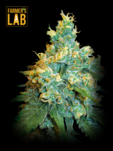 Farmer's lab offers a selection of Jack Herer Feminized Seeds.