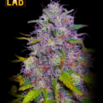 Jock Horror Feminized Seeds