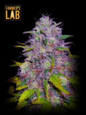 Farmer's lab Jock Horror Feminized Seeds.