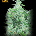 Kali Mist Feminized Seed