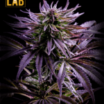 CBD Kush Seeds (1:1)