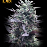 LA Confidential Autoflower Seeds