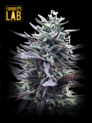 A black background with the words farm's lab on it, featuring LA Confidential Autoflower Seeds.