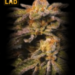 L.A. Confidential x Afghan Kush Feminized Seeds