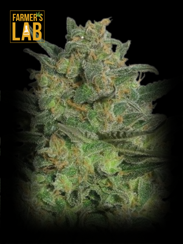 Farmer's lab feminized seeds, including the LSD Autoflower Seeds.