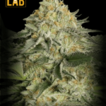 Lemon Garlic OG Feminized Seeds