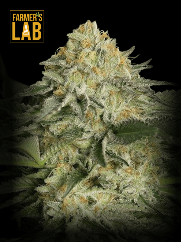 Farmer's lab offers a variety of Lemon Garlic OG Feminized Seeds.