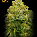 Lemon Haze Autoflower Seeds