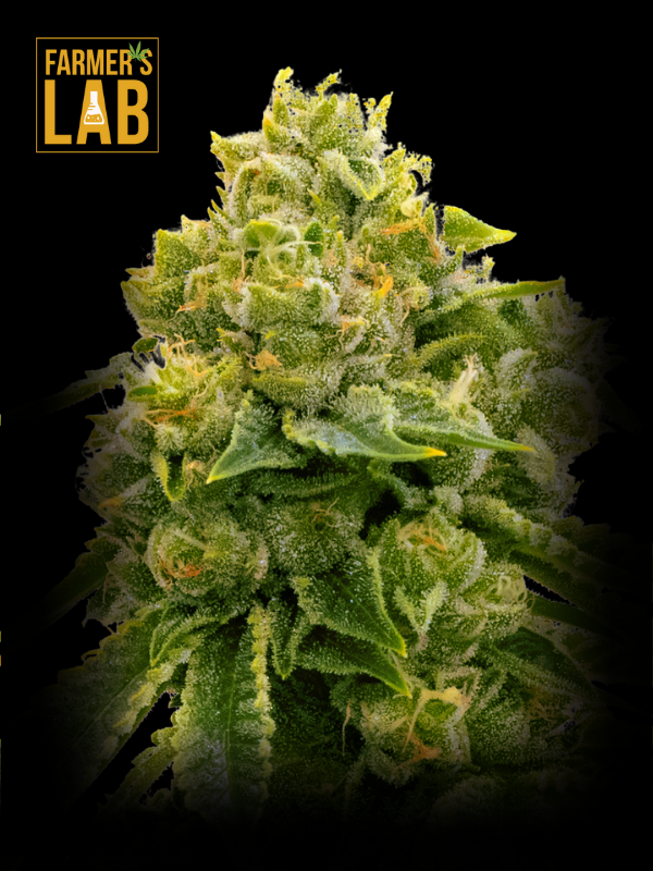 Farmer's lab feminized Lemon Haze Autoflower seeds.