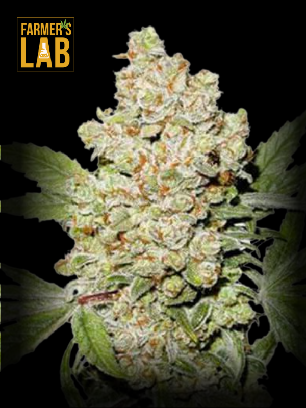 Farmer's lab feminized seeds including Lemon Skunk X Zkittlez Autoflower Seeds and Autflower varieties.