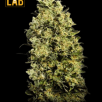 M8 Feminized Seeds