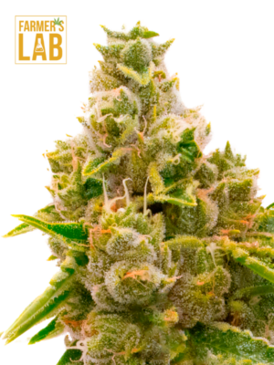 Mandarine Autoflower-12 marijuana seeds for $89.