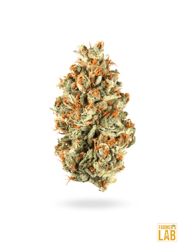 A Mandarine Autoflower-12 plant on a white background, featuring cannabis seeds.