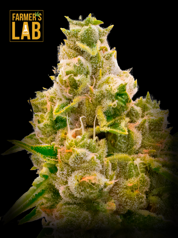 Mandarine Autoflower Seeds from Farmer's Lab.