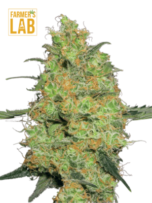 Master Kush Regular seeds for your farm lab.