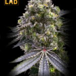 Mazar x Blueberry Feminized Seeds