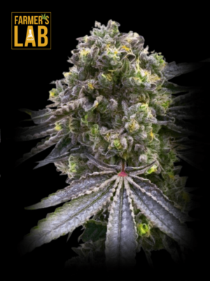Introducing Mazar x Blueberry feminized cannabis seeds, now available in two exciting varieties - Mazar and Blueberry.