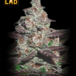 Mendocino Purple Kush Feminized Seeds