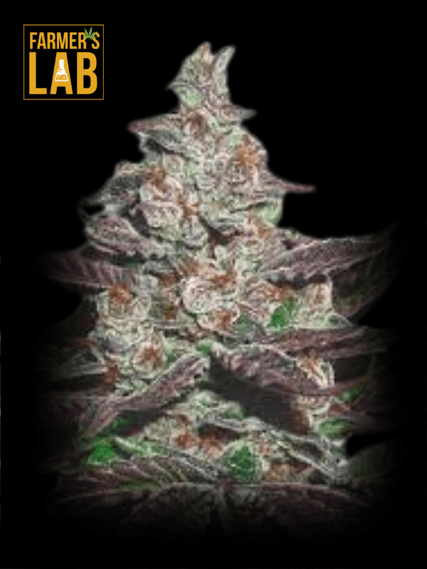 Farmer's lab offers a selection of feminized seeds, including the sought-after Mendocino Purple Kush Feminized Seeds. Our feminized seeds are carefully cultivated to ensure high-quality plants for your garden. Get Mendocino Purple Kush Feminized Seeds now.