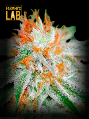 Farmer's lab feminized Mexican Red Hair / Mexican Airlines Autoflower Seeds including Autoflower Seeds.