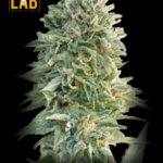 Mochalope x Do-Si-Dos Feminized Seeds