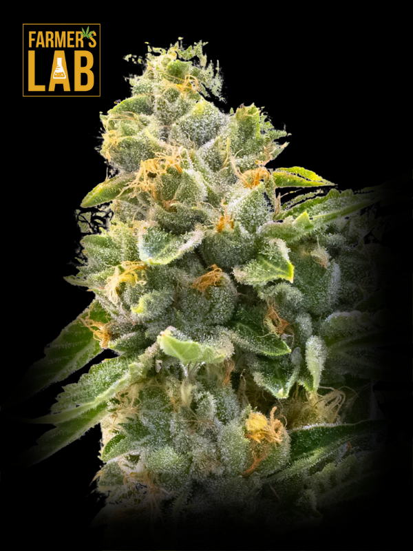 Buy Auto CBD Jack Herer (1:1) Strain Marijuana Seeds Online