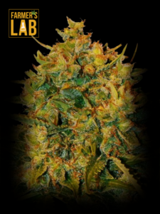 Farmer's lab feminized seeds featuring Northern Lights x Big Bud Autoflower Seeds.