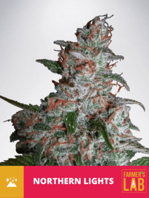 Northern Lights Lab specializes in offering Northern Lights Feminized Seeds. These feminized seeds are carefully bred to ensure consistent and reliable results. Whether you are an experienced grower or a novice