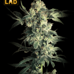 Northern Lights Feminized Seeds