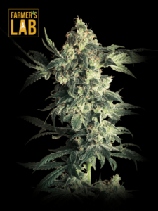 Farmer's lab offers feminized cannabis seeds, including the Northern Lights Strain Seeds.