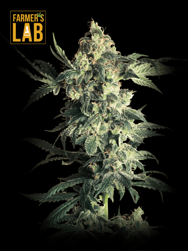 Farmer's lab offers Northern Lights Fast Version Seeds including Northern Lights.