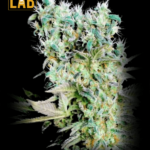 Northern Lights x c99 Feminized Seed