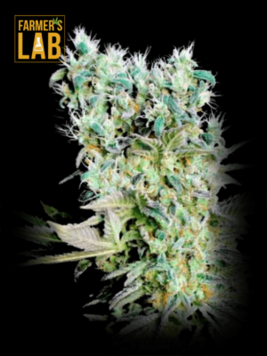 Farmer's lab offers a selection of Northern Lights x c99 Feminized Seeds.