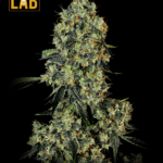 OG Kush Fast Version Seed