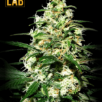 Pineapple Express Feminized Seed