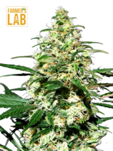 A white cannabis plant with the words farm lab on it, cultivated from Pineapple Express Feminized Seeds.