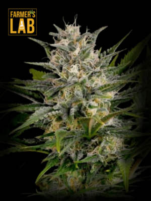 Farmer's lab feminized seeds, Pineapple Skunk Regular Seeds featuring Pineapple Skunk genetics.