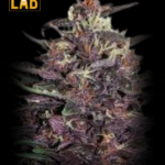 Purple Kush Feminized Seed