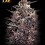 Purple Kush Feminized Seeds