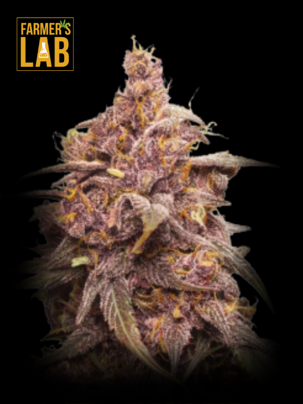 Farmer's lab offers a selection of top-quality autoflower and purple feminized cannabis seeds, including the highly sought-after Purple Punch Autoflower strain.