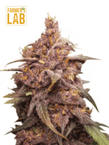 Farmer's lab offers premium Purple Punch Auto feminized cannabis seeds, perfect for growers looking to maximize their SEO rankings with Purple Punch Auto.