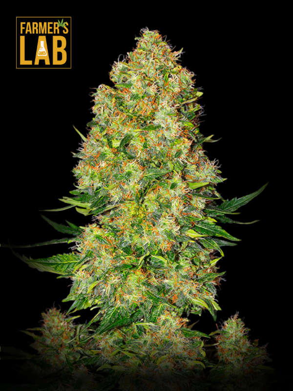 Farmer's lab feminized Skunk #1 autoflower seeds.
Product Name: Skunk #1 Autoflower Seeds