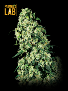 Farmer's lab feminized cannabis seeds, including Skunk1 Autoflower Seeds.