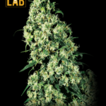 Skunk Feminized Seed