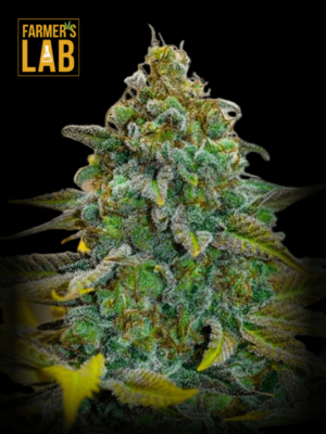 Farmer's lab feminized cannabis seeds, featuring the Skunk x Rosetta Stone Fast Version strain.