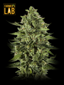 Skywalker Autoflower Seeds for your Farmer's lab cannabis garden.