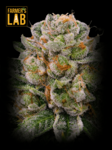 Choose from a wide selection of farmer's lab SKYWALKER OG Feminized Seeds, including the popular SKYWALKER OG strain.