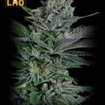 Somango Feminized Seed